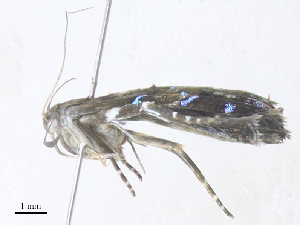  ( - CBG-A34358-F11)  @11 [ ] CreativeCommons - Attribution Share - Alike (2024) CBG Photography Group Centre for Biodiversity Genomics