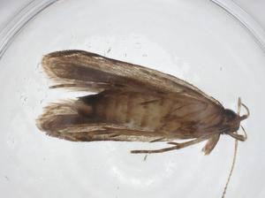  (gelMalaise01 Malaise8893 - CBG-A34690-E01)  @11 [ ] CreativeCommons - Attribution Share - Alike (2024) Centre for Biodiversity Genomics Centre for Biodiversity Genomics