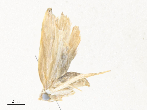  ( - CBG-A35186-B07)  @11 [ ] CreativeCommons - Attribution Share - Alike (2024) CBG Photography Group Centre for Biodiversity Genomics