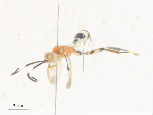  ( - CBG-A35187-C01)  @11 [ ] CreativeCommons - Attribution Share - Alike (2024) CBG Photography Group Centre for Biodiversity Genomics