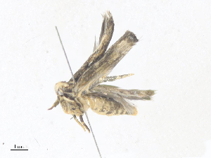  (gelMalaise01 Malaise4609 - CBG-A35188-B10)  @11 [ ] CreativeCommons - Attribution Share - Alike (2024) CBG Photography Group Centre for Biodiversity Genomics