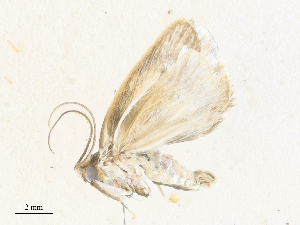  ( - CBG-A35188-E01)  @11 [ ] CreativeCommons - Attribution Share - Alike (2024) CBG Photography Group Centre for Biodiversity Genomics