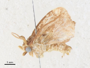  (Euclea Janzen3165 - CBG-A35188-F04)  @11 [ ] CreativeCommons - Attribution Share - Alike (2024) CBG Photography Group Centre for Biodiversity Genomics