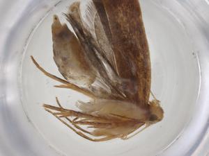  ( - CBG-A35911-H04)  @11 [ ] CreativeCommons - Attribution Share - Alike (2024) Centre for Biodiversity Genomics Centre for Biodiversity Genomics