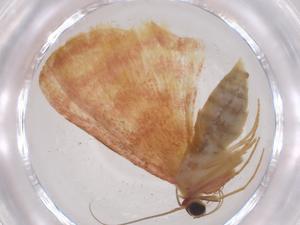  (Idaea Malaise8425 - CBG-A35912-D10)  @11 [ ] CreativeCommons - Attribution Share - Alike (2024) Centre for Biodiversity Genomics Centre for Biodiversity Genomics