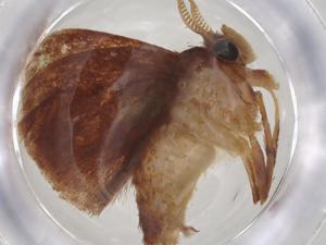  ( - CBG-A35918-F06)  @11 [ ] CreativeCommons - Attribution Share - Alike (2024) Centre for Biodiversity Genomics Centre for Biodiversity Genomics