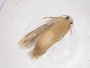  ( - CBG-A35919-A06)  @11 [ ] CreativeCommons - Attribution Share - Alike (2024) Centre for Biodiversity Genomics Centre for Biodiversity Genomics