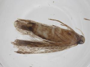  ( - CBG-A35923-H06)  @11 [ ] CreativeCommons - Attribution Share - Alike (2024) Centre for Biodiversity Genomics Centre for Biodiversity Genomics