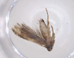  ( - CBG-A35924-C05)  @11 [ ] CreativeCommons - Attribution Share - Alike (2024) Centre for Biodiversity Genomics Centre for Biodiversity Genomics