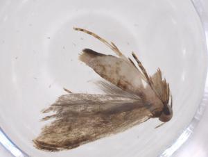  ( - CBG-A35924-G11)  @11 [ ] CreativeCommons - Attribution Share - Alike (2024) Centre for Biodiversity Genomics Centre for Biodiversity Genomics