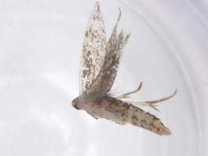  (gelMalaise01 Malaise3418 - CBG-A35932-A02)  @11 [ ] CreativeCommons - Attribution Share - Alike (2024) Centre for Biodiversity Genomics Centre for Biodiversity Genomics