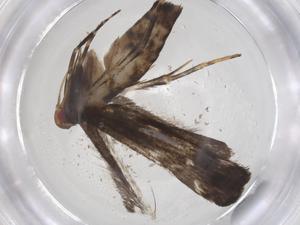  ( - CBG-A35934-E08)  @11 [ ] CreativeCommons - Attribution Share - Alike (2024) Centre for Biodiversity Genomics Centre for Biodiversity Genomics