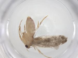  ( - CBG-A35935-C01)  @11 [ ] CreativeCommons - Attribution Share - Alike (2024) Centre for Biodiversity Genomics Centre for Biodiversity Genomics