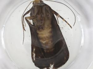  ( - CBG-A35944-B01)  @11 [ ] CreativeCommons - Attribution Share - Alike (2024) Centre for Biodiversity Genomics Centre for Biodiversity Genomics