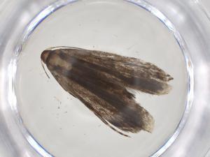  (gelMalaise01 Malaise9236 - CBG-A35944-G06)  @11 [ ] CreativeCommons - Attribution Share - Alike (2024) Centre for Biodiversity Genomics Centre for Biodiversity Genomics