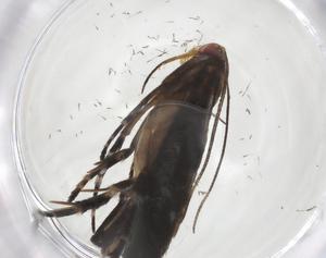  ( - CBG-A35944-H03)  @11 [ ] CreativeCommons - Attribution Share - Alike (2024) Centre for Biodiversity Genomics Centre for Biodiversity Genomics