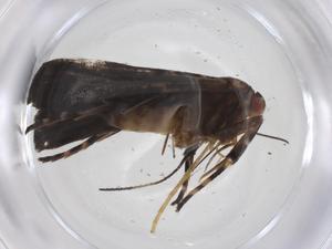  ( - CBG-A35945-B06)  @11 [ ] CreativeCommons - Attribution Share - Alike (2024) Centre for Biodiversity Genomics Centre for Biodiversity Genomics