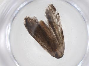  ( - CBG-A35959-D04)  @11 [ ] CreativeCommons - Attribution Share - Alike (2024) Centre for Biodiversity Genomics Centre for Biodiversity Genomics