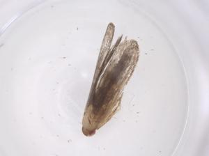  ( - CBG-A35960-A10)  @11 [ ] CreativeCommons - Attribution Share - Alike (2024) Centre for Biodiversity Genomics Centre for Biodiversity Genomics