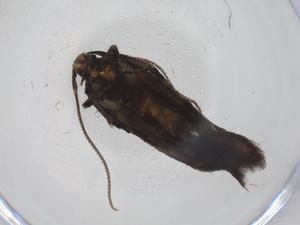  ( - CBG-A36882-G04)  @11 [ ] CreativeCommons - Attribution Share - Alike (2024) Centre for Biodiversity Genomics Centre for Biodiversity Genomics