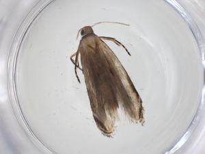  ( - CBG-A36882-H04)  @11 [ ] CreativeCommons - Attribution Share - Alike (2024) Centre for Biodiversity Genomics Centre for Biodiversity Genomics