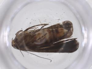  ( - CBG-A36884-B03)  @11 [ ] CreativeCommons - Attribution Share - Alike (2024) Centre for Biodiversity Genomics Centre for Biodiversity Genomics