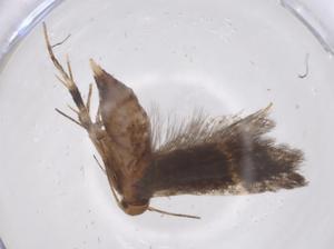  ( - CBG-A36887-E07)  @11 [ ] CreativeCommons - Attribution Share - Alike (2024) Centre for Biodiversity Genomics Centre for Biodiversity Genomics