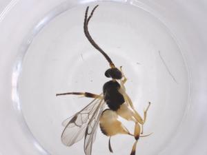  (Hypomicrogaster Whitfield251 - CBG-A36891-A05)  @11 [ ] CreativeCommons - Attribution Share - Alike (2024) Centre for Biodiversity Genomics Centre for Biodiversity Genomics