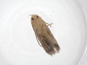  ( - CBG-A36892-A01)  @11 [ ] CreativeCommons - Attribution Share - Alike (2024) Centre for Biodiversity Genomics Centre for Biodiversity Genomics