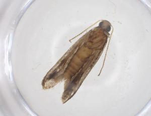  ( - CBG-A36892-B04)  @11 [ ] CreativeCommons - Attribution Share - Alike (2024) Centre for Biodiversity Genomics Centre for Biodiversity Genomics