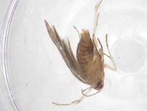  ( - CBG-A36892-H07)  @11 [ ] CreativeCommons - Attribution Share - Alike (2024) Centre for Biodiversity Genomics Centre for Biodiversity Genomics