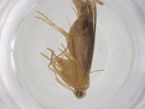  ( - CBG-A36893-A11)  @11 [ ] CreativeCommons - Attribution Share - Alike (2024) Centre for Biodiversity Genomics Centre for Biodiversity Genomics