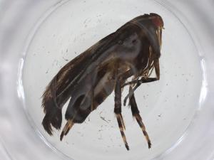  ( - CBG-A36893-D01)  @11 [ ] CreativeCommons - Attribution Share - Alike (2024) Centre for Biodiversity Genomics Centre for Biodiversity Genomics