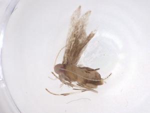  ( - CBG-A36894-B12)  @11 [ ] CreativeCommons - Attribution Share - Alike (2024) Centre for Biodiversity Genomics Centre for Biodiversity Genomics