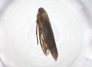  ( - CBG-A36899-G01)  @11 [ ] CreativeCommons - Attribution Share - Alike (2024) Centre for Biodiversity Genomics Centre for Biodiversity Genomics