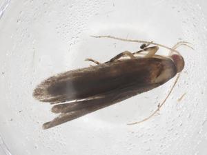  ( - CBG-A36900-B04)  @11 [ ] CreativeCommons - Attribution Share - Alike (2024) Centre for Biodiversity Genomics Centre for Biodiversity Genomics