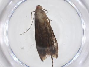  ( - CBG-A36913-E10)  @11 [ ] CreativeCommons - Attribution Share - Alike (2024) Centre for Biodiversity Genomics Centre for Biodiversity Genomics