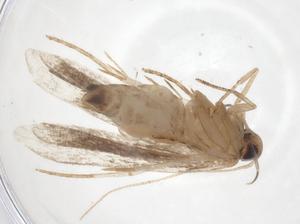  ( - CBG-A36914-H05)  @11 [ ] CreativeCommons - Attribution Share - Alike (2024) Centre for Biodiversity Genomics Centre for Biodiversity Genomics