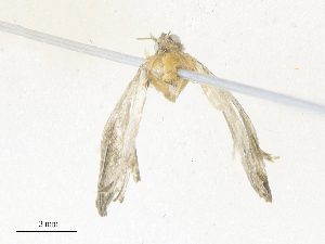  ( - CBG-A38473-C08)  @11 [ ] CreativeCommons - Attribution Share - Alike (2024) CBG Photography Group Centre for Biodiversity Genomics