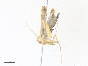  ( - CBG-A38473-C10)  @11 [ ] CreativeCommons - Attribution Share - Alike (2024) CBG Photography Group Centre for Biodiversity Genomics