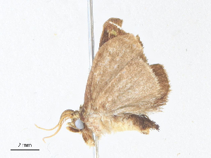  ( - CBG-A38473-F12)  @11 [ ] CreativeCommons - Attribution Share - Alike (2024) CBG Photography Group Centre for Biodiversity Genomics