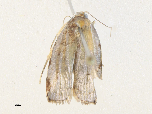  (elachBioLep01 BioLep3496 - CBG-A38473-G03)  @11 [ ] CreativeCommons - Attribution Share - Alike (2024) CBG Photography Group Centre for Biodiversity Genomics