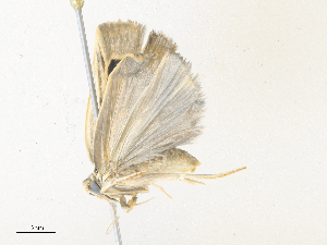  (Antaeotricha Malaise4400 - CBG-A38473-G09)  @11 [ ] CreativeCommons - Attribution Share - Alike (2024) CBG Photography Group Centre for Biodiversity Genomics