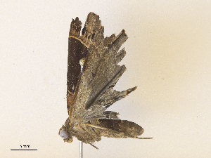  (Rejectaria Malaise4500 - CBG-A38473-H04)  @11 [ ] CreativeCommons - Attribution Share - Alike (2024) CBG Photography Group Centre for Biodiversity Genomics