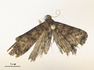  ( - CBG-A38473-H09)  @11 [ ] CreativeCommons - Attribution Share - Alike (2024) CBG Photography Group Centre for Biodiversity Genomics