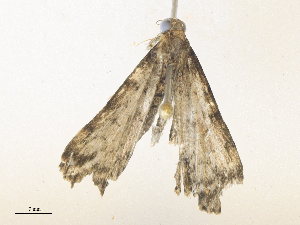  ( - CBG-A38473-H10)  @11 [ ] CreativeCommons - Attribution Share - Alike (2024) CBG Photography Group Centre for Biodiversity Genomics