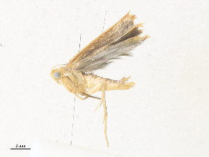  ( - CBG-A38474-D07)  @11 [ ] CreativeCommons - Attribution Share - Alike (2024) CBG Photography Group Centre for Biodiversity Genomics