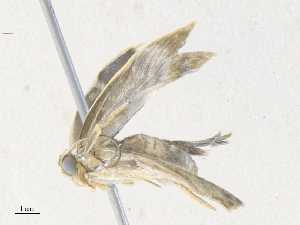  ( - CBG-A38474-F04)  @11 [ ] CreativeCommons - Attribution Share - Alike (2024) CBG Photography Group Centre for Biodiversity Genomics