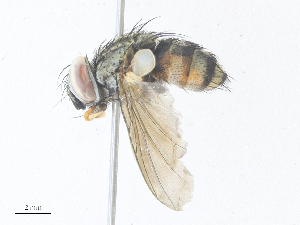  ( - CBG-A38475-D12)  @11 [ ] CreativeCommons - Attribution Share - Alike (2024) CBG Photography Group Centre for Biodiversity Genomics
