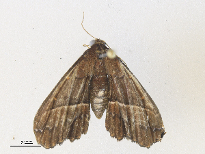  ( - CBG-A38475-F03)  @11 [ ] CreativeCommons - Attribution Share - Alike (2024) CBG Photography Group Centre for Biodiversity Genomics